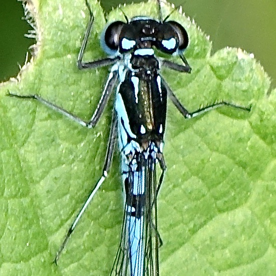 variable